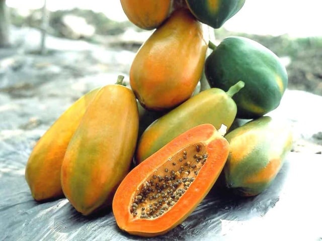 Cây đu đủ truyện ngắn